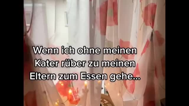 Funniest Cats Ever- Try To Stop Laughing!