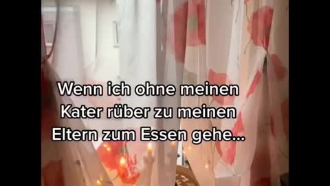 Funniest Cats Ever- Try To Stop Laughing!