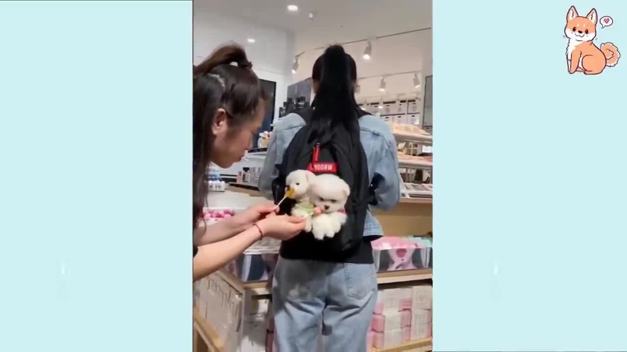 🤣Funny Dog Videos 2021🤣 🐶 It's time to LAUGH with Dog's life #1| Cute Buddy