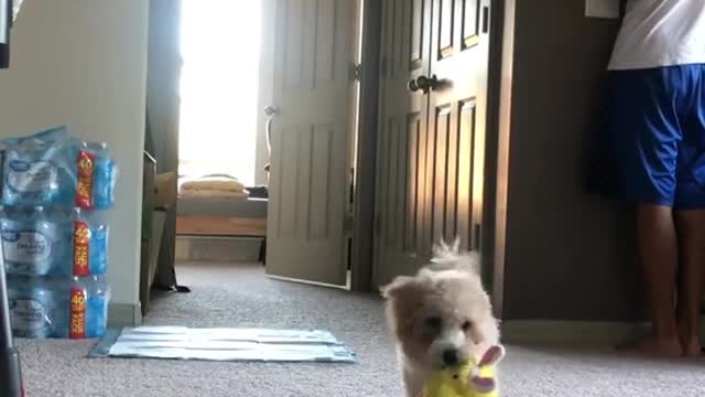 Pranked my dog🐶#prank#puppy#dog