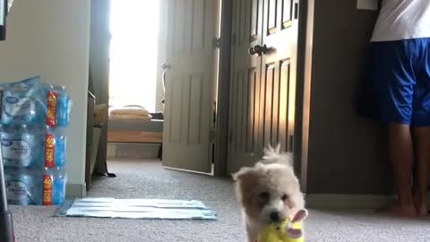Pranked my dog🐶#prank#puppy#dog