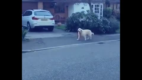 Funniest Animals Cutest Animals Ever