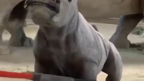 Cute baby rhino || playing with baby rhino || wildlife