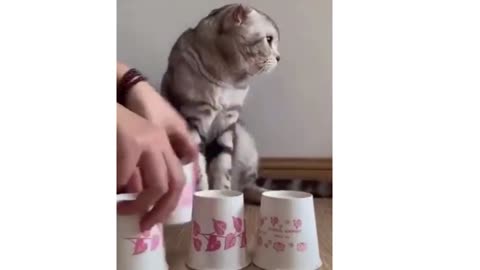 funny pets vol 7 2022 cats and dogs😁✔✔😁😁😁