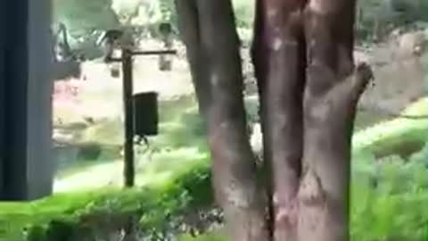 Father planted the tree when he was a child