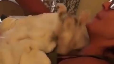 Cute Baby Cat Videos || Baby Cats - Cute and Funny Cat Videos Compilation || Funny Animal Videos