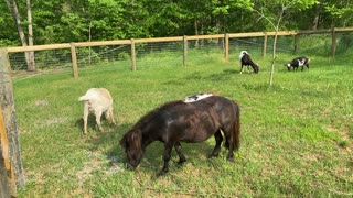 Goats Peacefully Grazing 05.2021