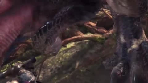 Your First Boss Encounter On Monster Hunter