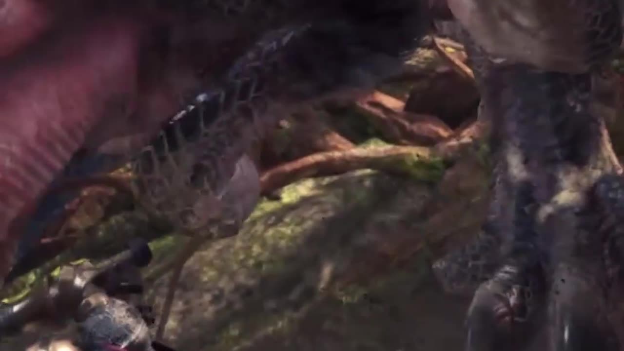 Your First Boss Encounter On Monster Hunter