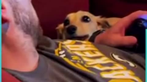 The love between the dog and the owner