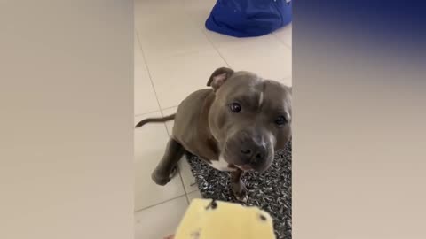Rat in dog fur