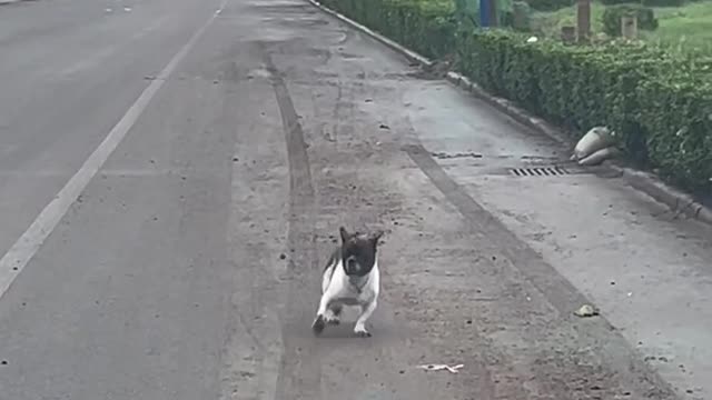 What is this stupid dog doing?