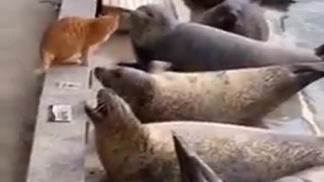 Seal fish wants to impress the cat