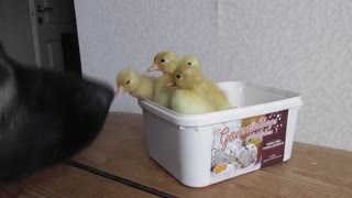 German Shepherd and newly hatched ducklings share instant bond