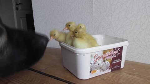 German Shepherd and newly hatched ducklings share instant bond