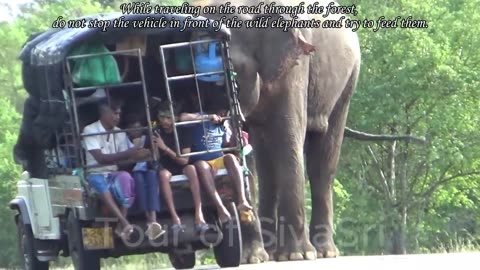Trembling Elephant Attack Collection - Wild elephant attacking the mini tracks for food