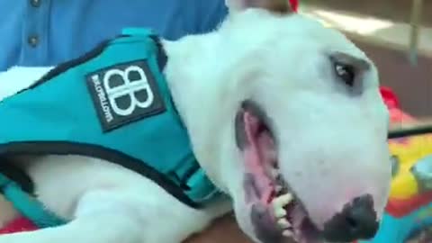 Baby Dogs - Cute and Funny Dog Videos