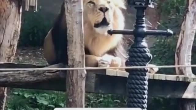 What is the lion doing? Is it trying to say something?