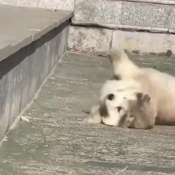 Cute baby animals Videos Compilation cute moment of the animals - Cutest Animals On Earth