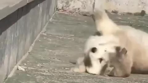 Cute baby animals Videos Compilation cute moment of the animals - Cutest Animals On Earth