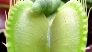Wait and watch the end of caterpillar...