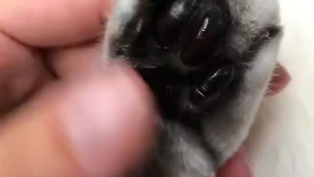 Cute cats, funny cat videos ,cute animals