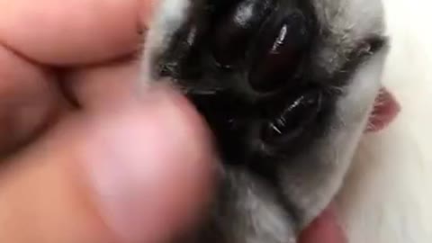 Cute cats, funny cat videos ,cute animals