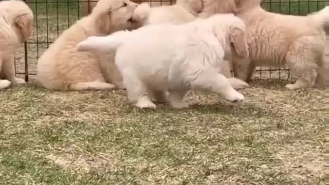 Baby dog Lovers funny video https://www.digistore24.com/redir/391111/Monuyadav2804/