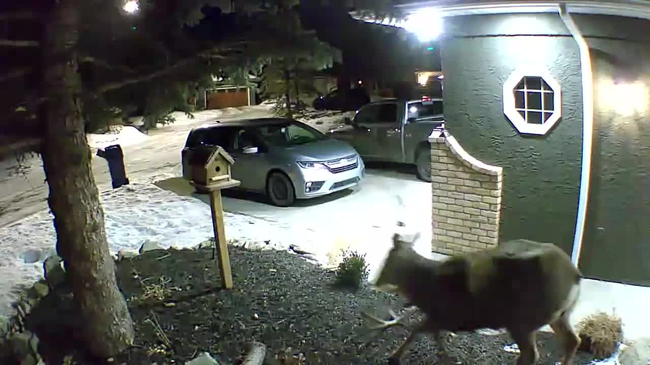 Deer leaves behind antler in Calgary ... Duration: 10 hours, minutes, seconds