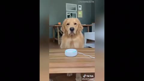 Labrador Talking To Alexa