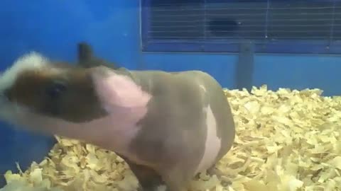 Porquinho da índia sem pelos fica chocado ao ser filmado! [Nature & Animals]