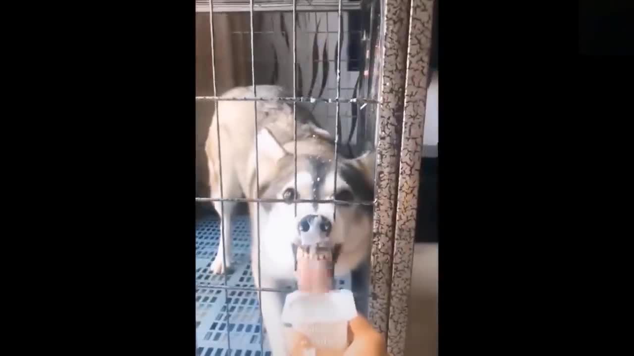 Cute And Funny Pets Try Not To Laugh Pets Compilation #9