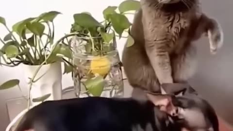 Funniest Cats And Dogs Video