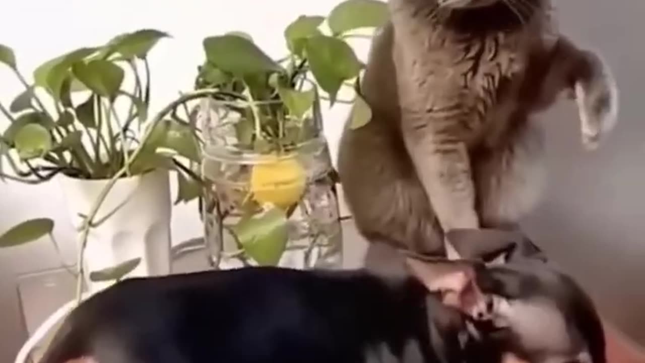 Funniest Cats And Dogs Video