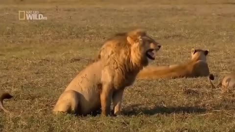 2funny lion laughing video