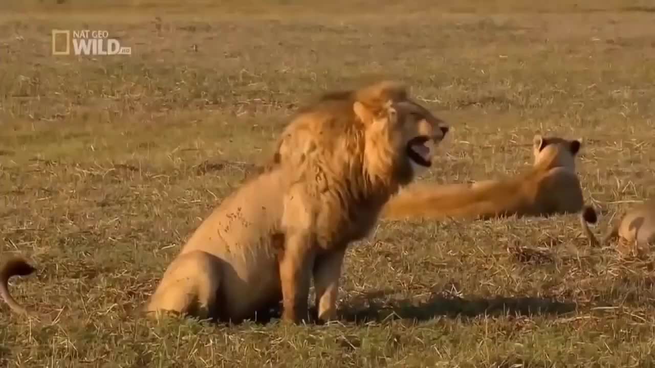 2funny lion laughing video