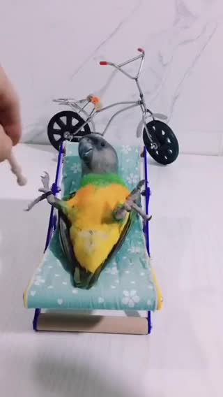 This parrot is really enjoying his life