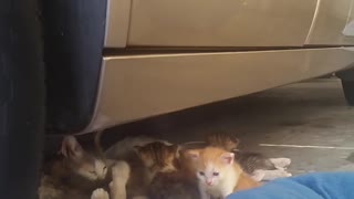 Feral Momma Cat Feeding and Cleaning Kittens