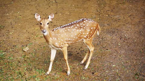 Look at the beautiful deer roaming the forest