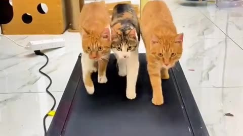 Beautiful Cat View Video