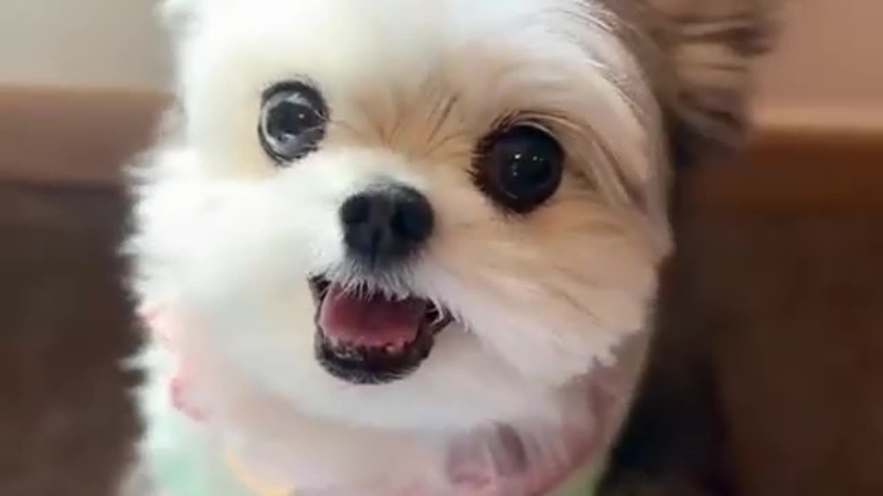 funny cute dogs #dogs #pets #viral #cats #animals