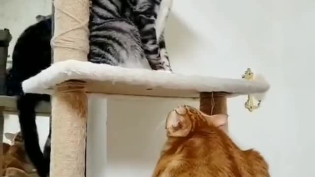 wow great two Cats fight like sisters slap slap playing up and down
