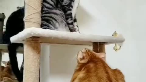 wow great two Cats fight like sisters slap slap playing up and down