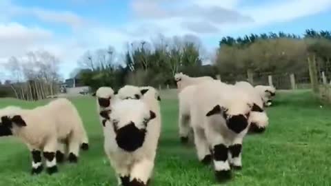 Cute little sheep ran towards you