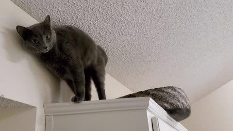 "Kitty Cat Heaven" & Penny