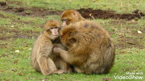 Cute pets and funny moments of monkeys