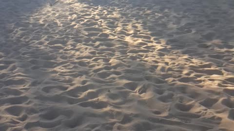 Koda and her zoomies