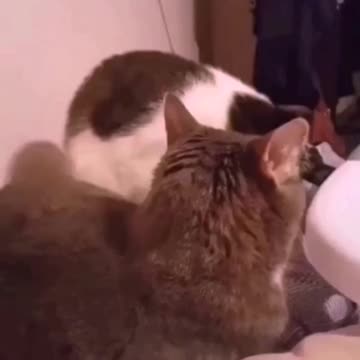 Funny moving special collection