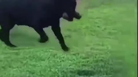 Very funny dog