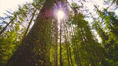 beautiful nature | moments in nature,nature relaxation| relaxing nature sounds